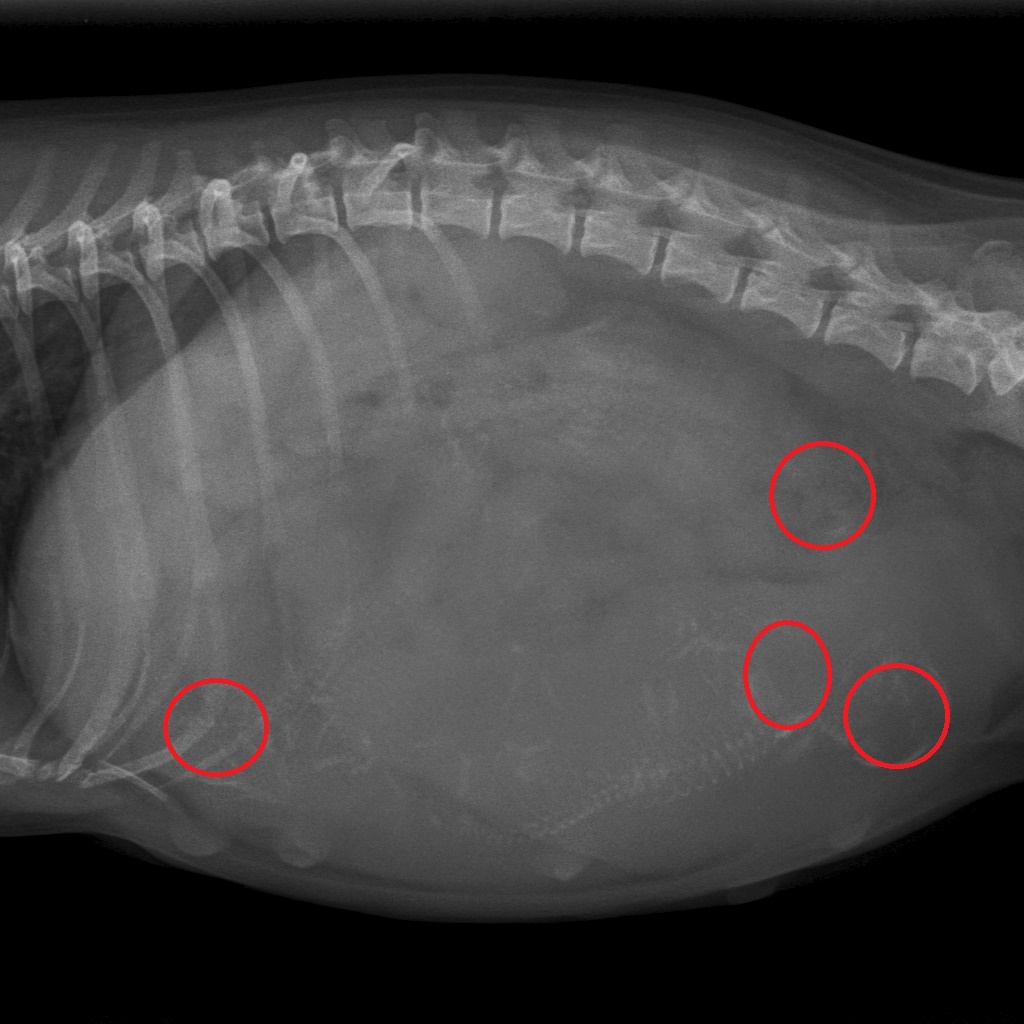 dracht foto miss kelly1