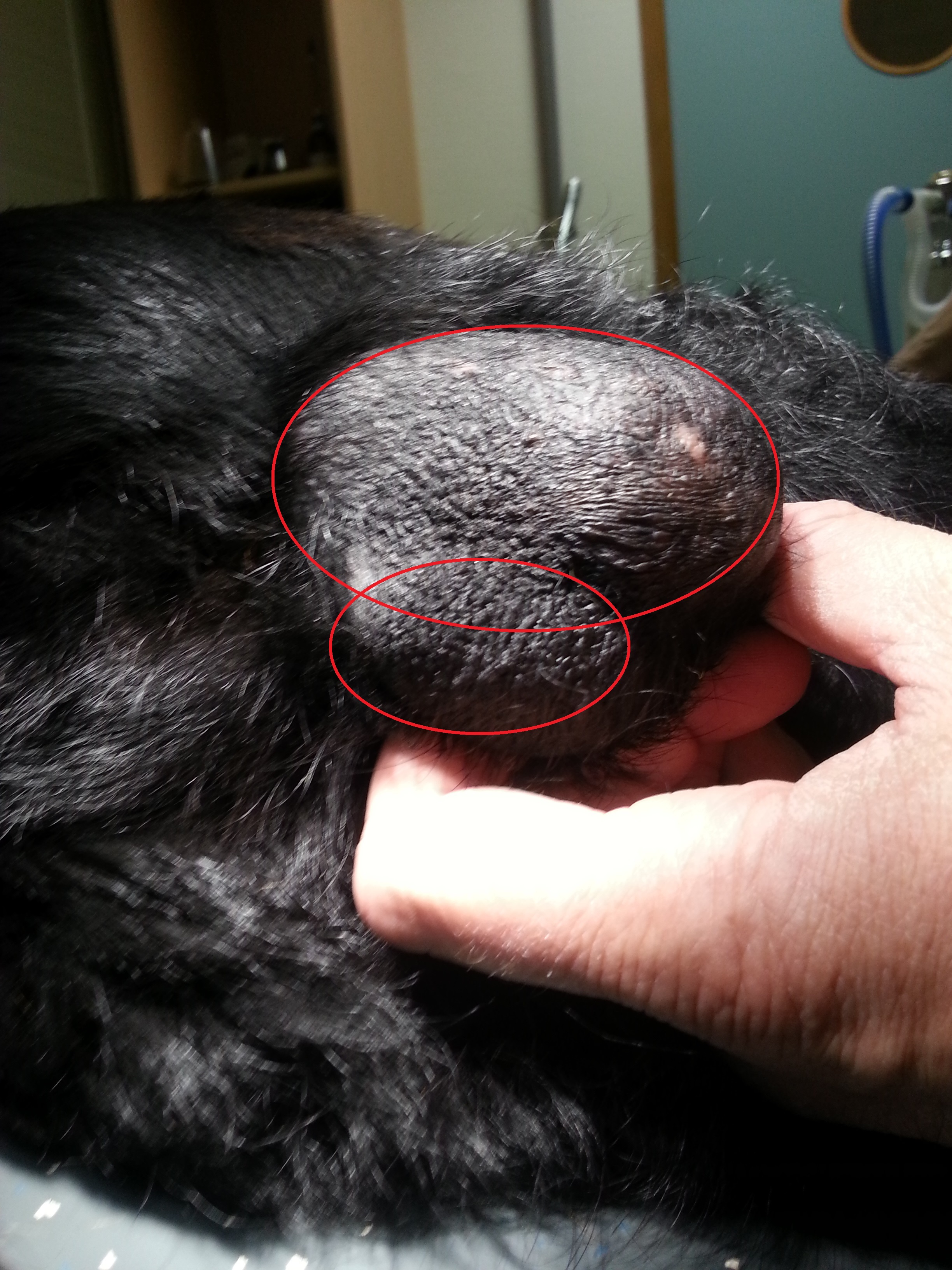 Testikeltumorhond1-1