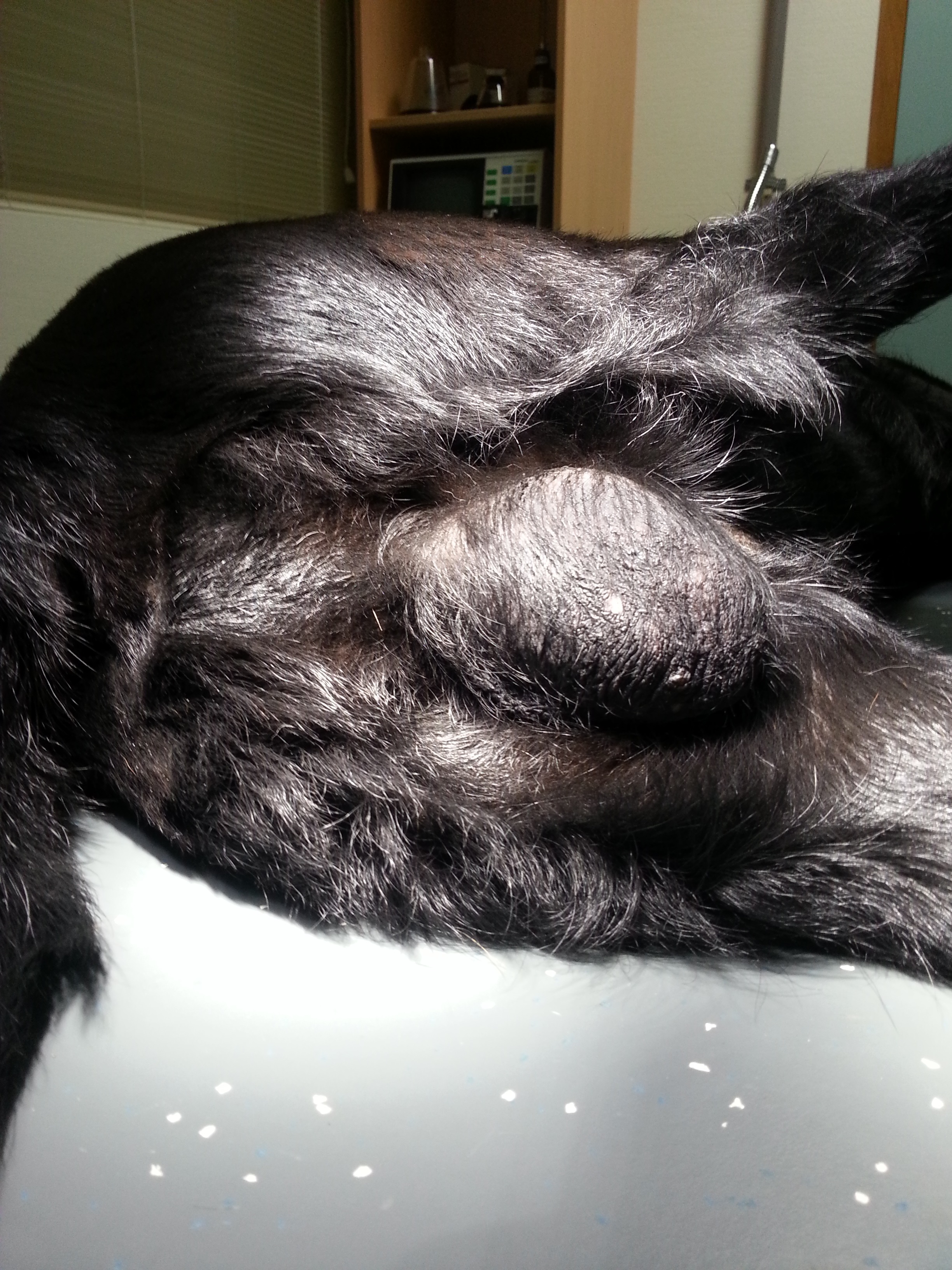 Testikeltumorhond2