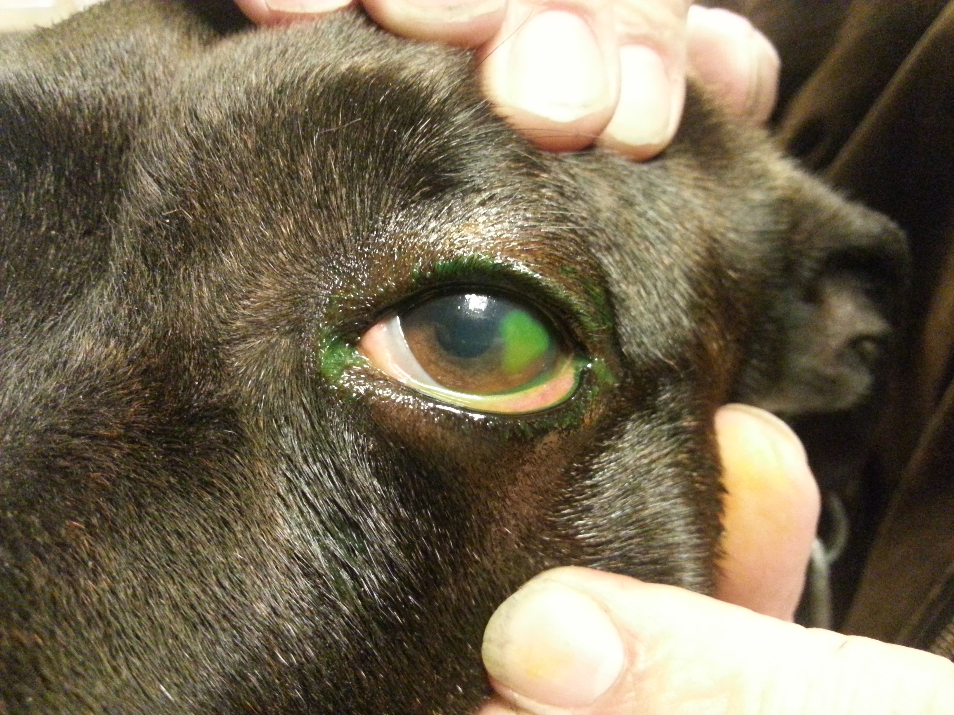 Hondfluorescenepositief