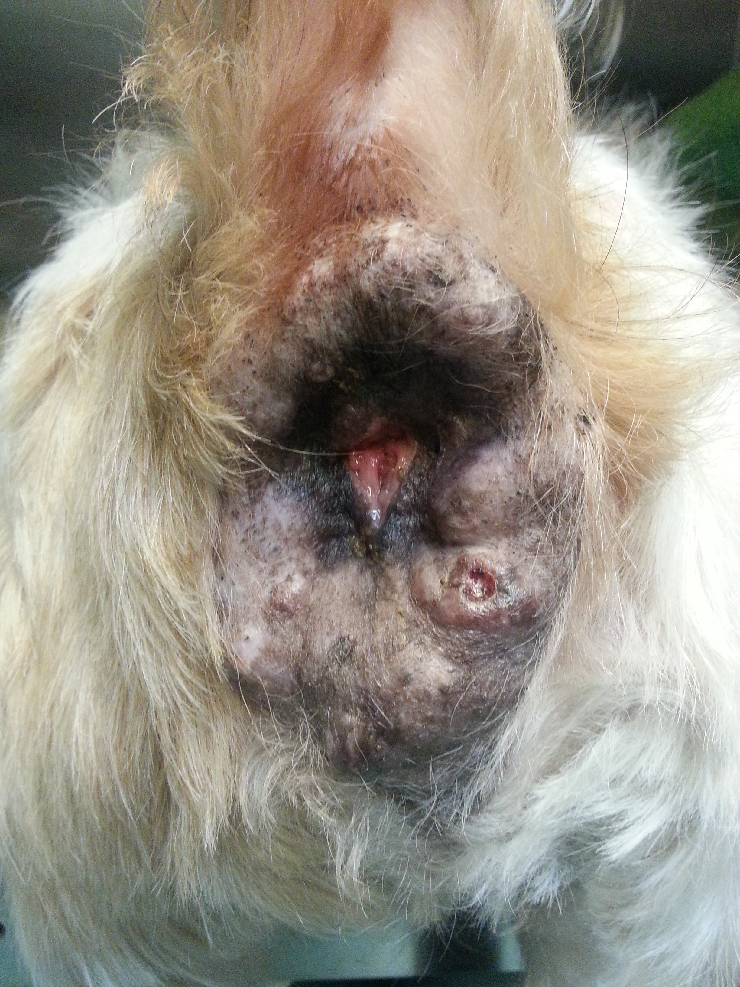Perianaalkliertumor2