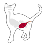 cat_kattenziekte