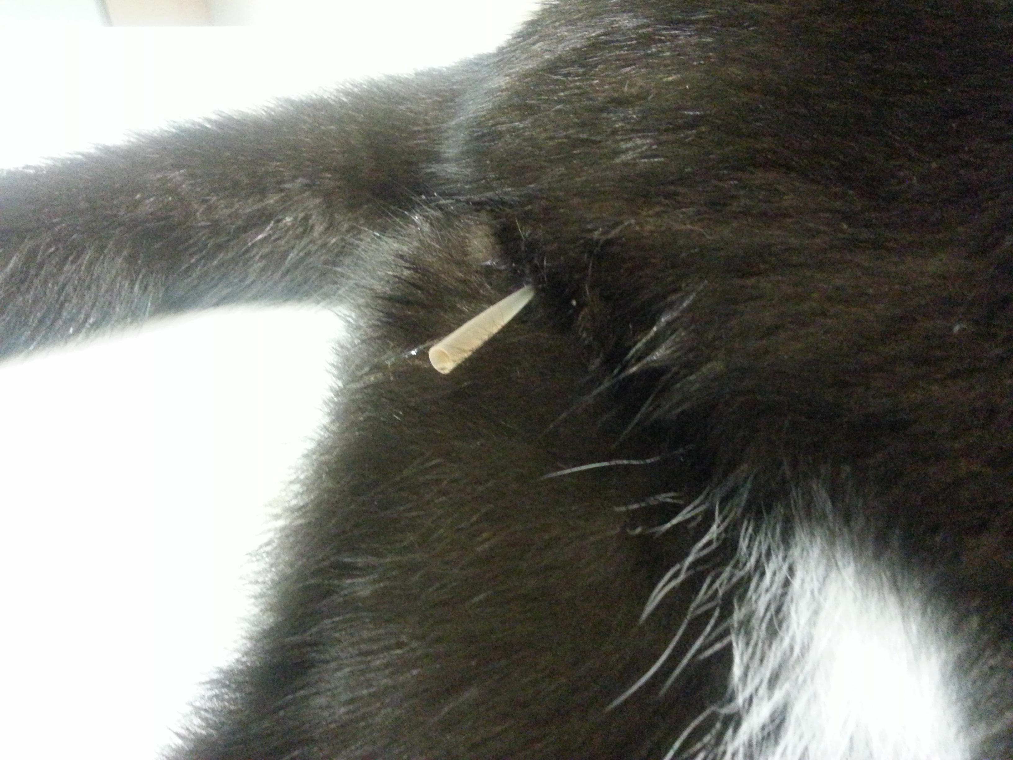 Gecatheriseerdekater