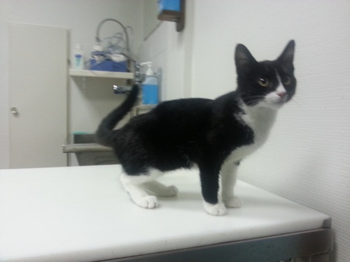 KittenballondarmBalou3