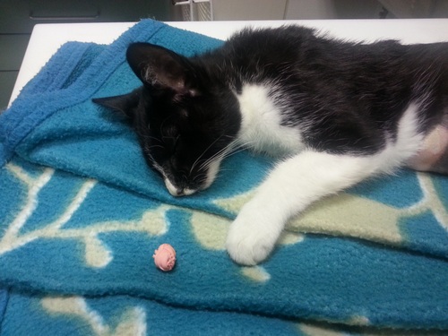 KittenballondarmBalou4