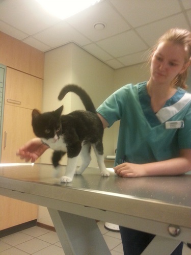 KittenballondarmBalou6