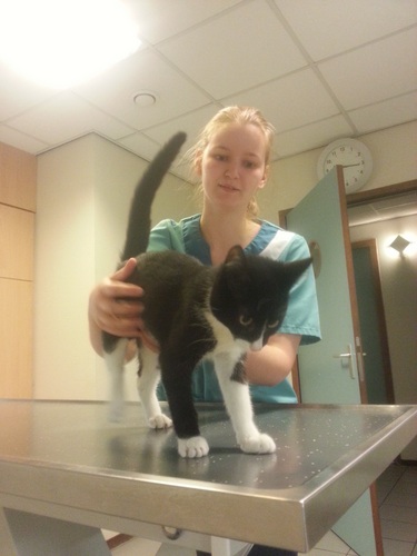 KittenballondarmBalou8