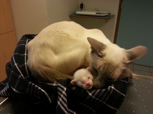 Moederpoesmetkittens