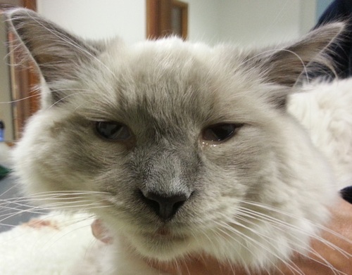 ProtrusieMembranaNictitanskat