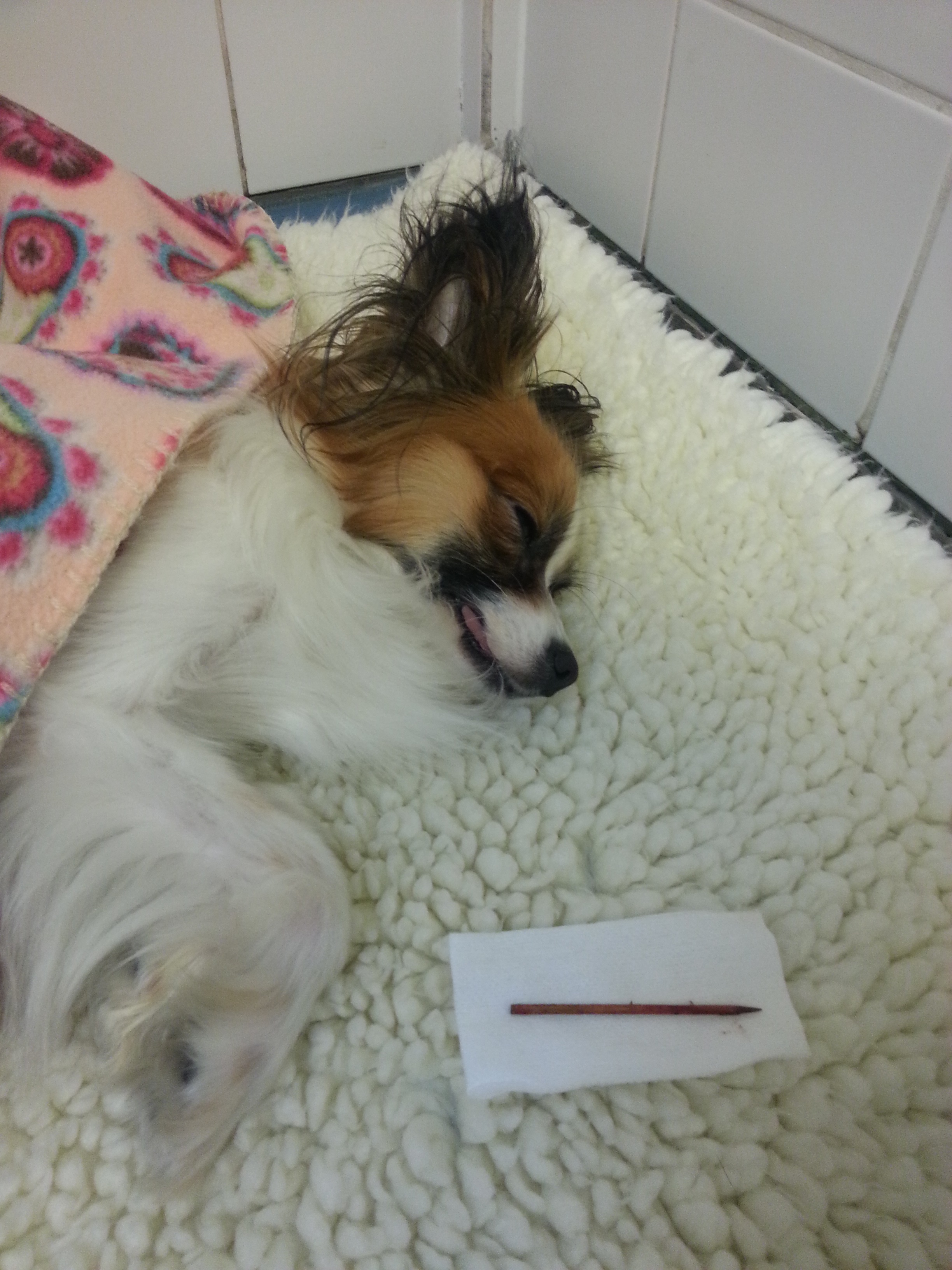 2013benji6