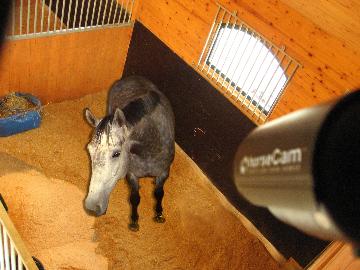horsecam