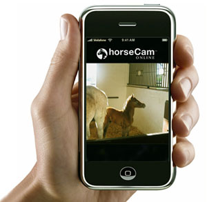 horsecam2